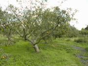 A community apple orchard originally planted for productive use during the 1920's, in Westcliff on Sea (Essex, England)