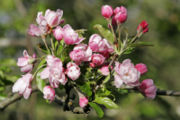 Apple tree in flower