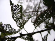 Leaves with significant insect damage.