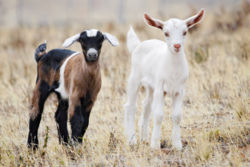 Baby goats, called kids. These two are actually siblings and come from two pure white parents