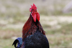 Rooster crowing during daylight hours