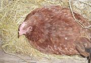 A broody hen guarding her eggs