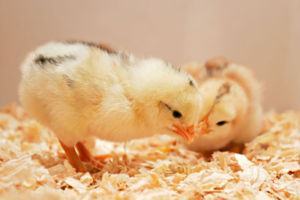 A pair of day old chicks.