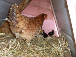Hen with newly hatched chicks