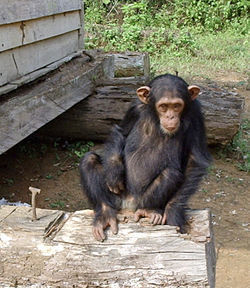 Common Chimpanzeein Cameroon's South Province