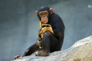 Chimpanzee in a zoo.