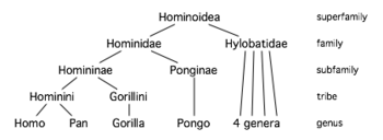 The taxonomic relationships of Hominoidea