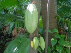 A cacao tree with fruit pods