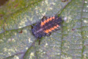 Early larva stage