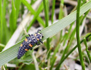 Mid-larva stage