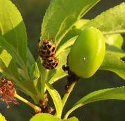 Coccinellids mating