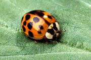 Asian lady beetle, Harmonia axyridis