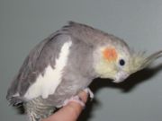 Female hand-raised cockatiel of typical coloring, age 15.