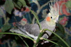 A Cockatiel with an erect crest