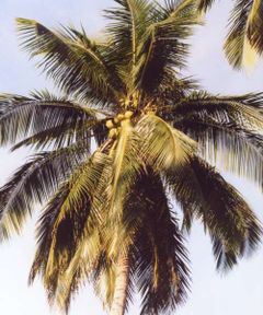 Coconut Palm (Cocos nucifera)