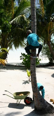 A man climbing a tree to harvest coconuts. Behind the tree a young plant is visible