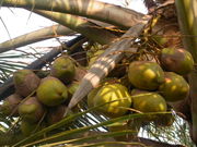 Coconuts affected by eriophyid mites, at Taliparamba, Kannur, Kerala, India.