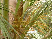 Coconut flower. Location: Taliparamba, Kannur, Kerala, India.