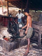 Extracting the fibre from the husk (Sri Lanka)