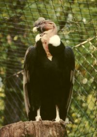 The national bird of Colombia, the Andean Condor