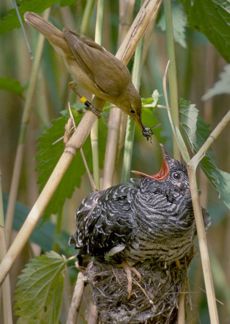 Reed warbler feeding a common cuckoo chick
