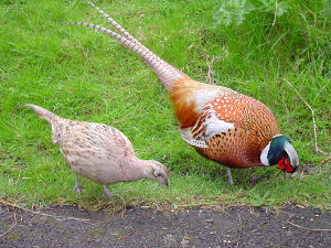 female (left) & male (right) 