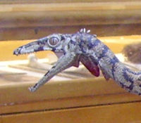 Compsognathus head in Oxford University Museum of Natural History.