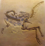 Compsognathus cast in Oxford University Museum of Natural History.