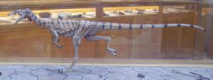 Compsognathus model in Oxford University Museum of Natural History.