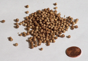 Coriander seeds are the source of an edible pressed oil, Coriander seed oil.