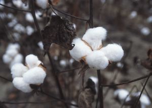 Cotton ready for harvest.  Photo courtesy of USDA Natural Resources Conservation Service.