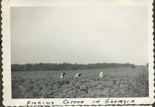 Picking cotton in Georgia (U.S. state)
