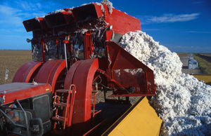 Offloading freshly harvested cotton into a module builder in Texas. Previously built modules may be seen in the background.