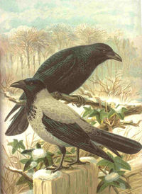 Carrion Crow and Hooded Crow