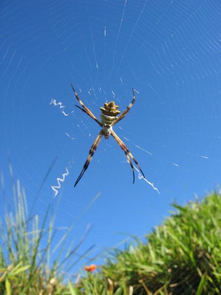 Image:DirkvdM spider-1.jpg