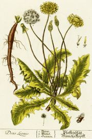 The dandelion's taproot, shown in this drawing, makes this plant very difficult to uproot; the top of the plant breaks away, but the root stays in the ground and can sprout again.