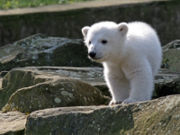 The Berlin born polar bear Knut will be the official mascot animal for the Conference on Biological Diversity held in Bonn 2008. He is the symbol figure for global climate change.
