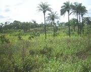 Bas-Congo landscape.