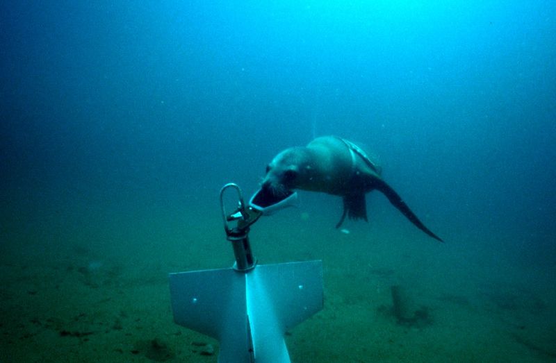 Image:NMMP Sea Lion Recovering Test Object.jpeg