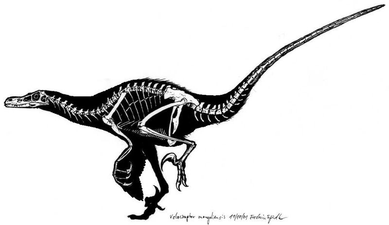Image:Velociraptor skelett.jpg