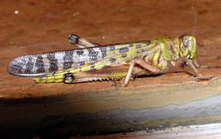 Desert Locust Schistocerca gregaria