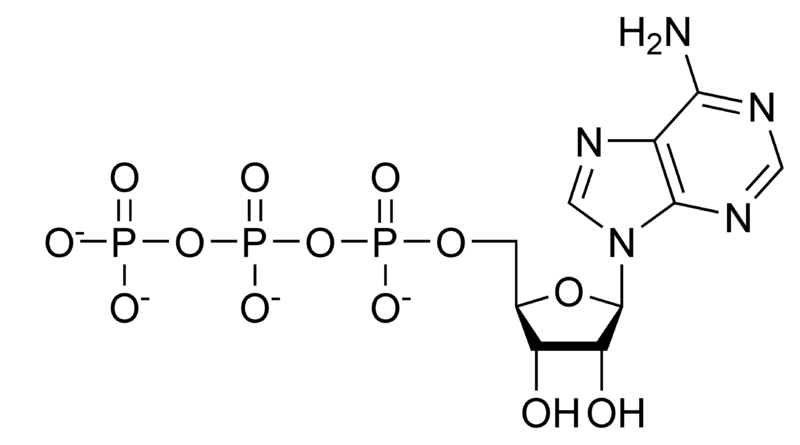 Image:ATP chemical structure.png