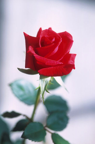 Image:Red rose.jpg