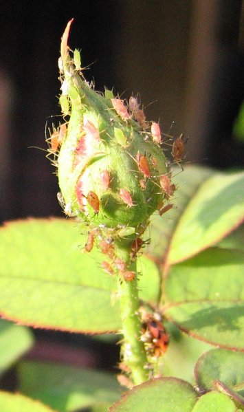 Image:Aphid rose.jpg