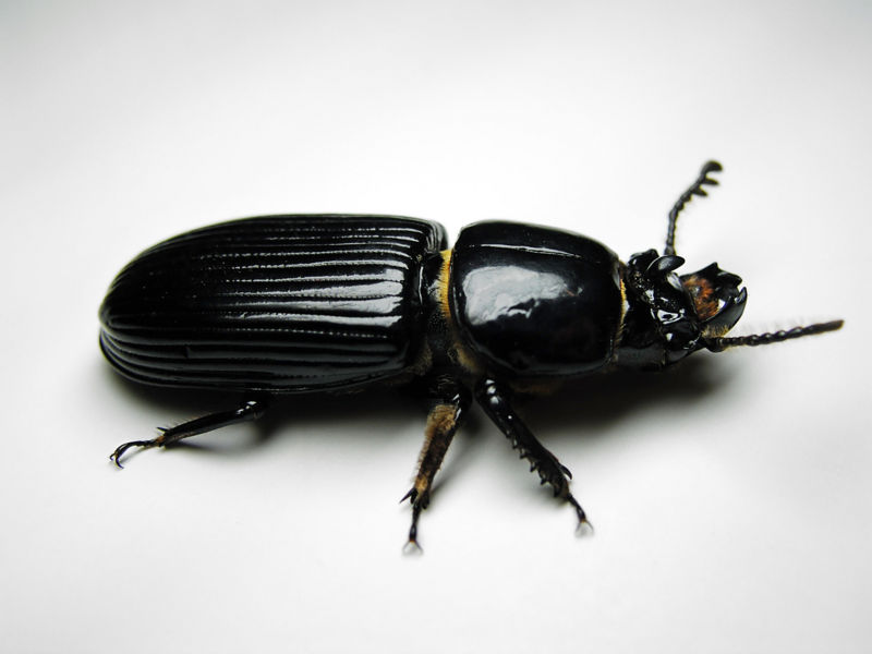 Image:Beetle-Hissing.jpg