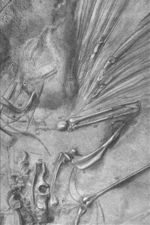 The London Archaeopteryx, 1863, detail, note the feathers