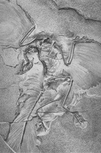The Berlin Archaeopteryx, 1881