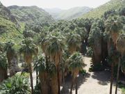 Washingtonia filifera grove in Palm Canyon, California