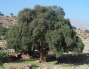 Argan tree