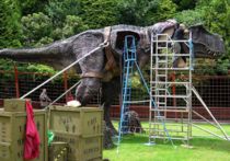 A worker on scaffolding services the head of a full-size animatronic model of Tyrannosaurus rex.